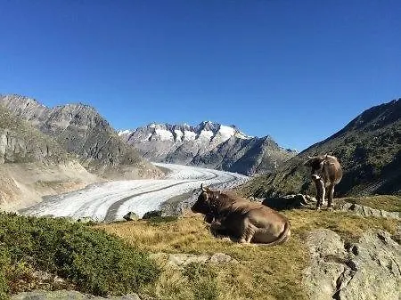 Almenrausch * Riederalp